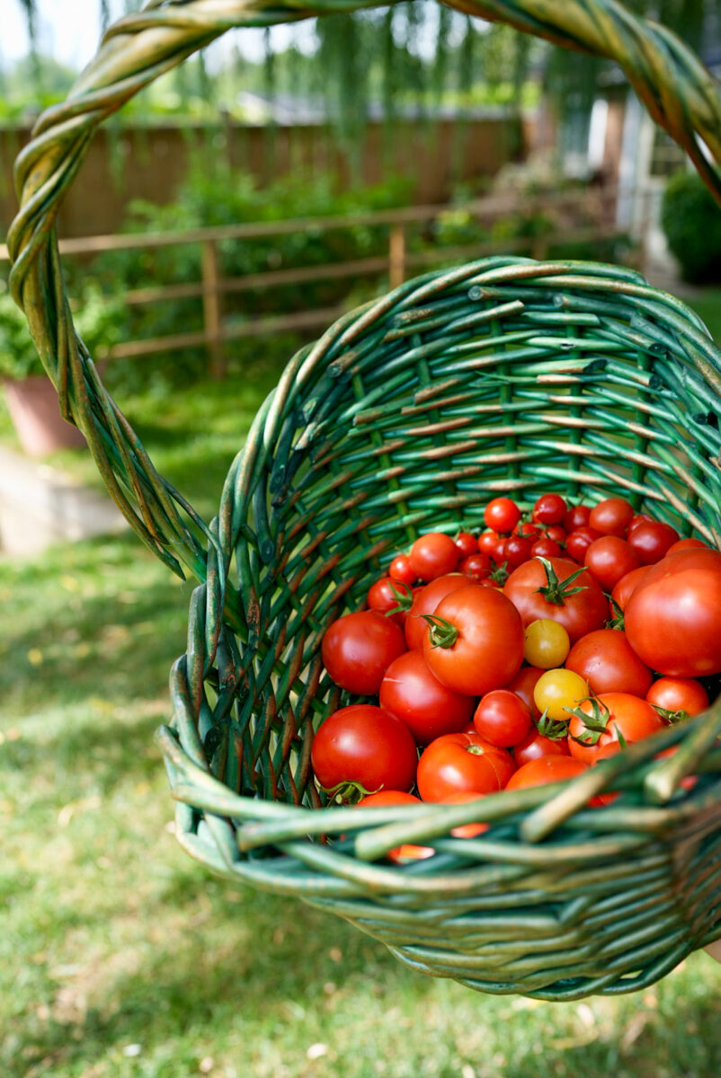 tomato soup grilled cheese